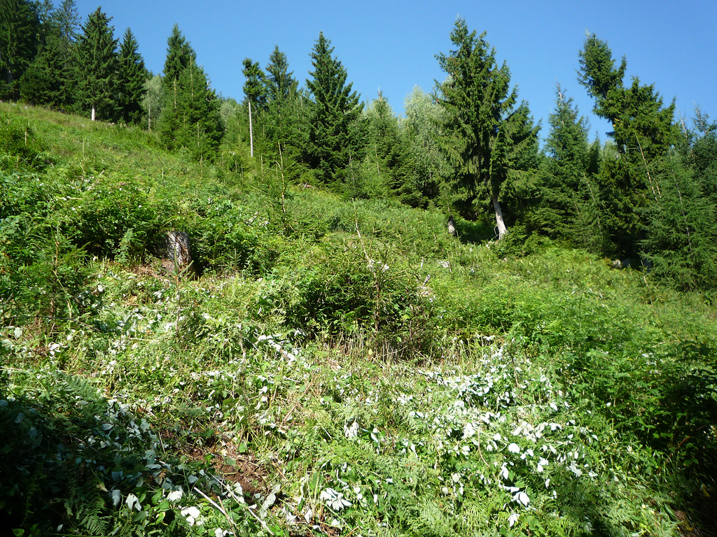 P1020442.jpg