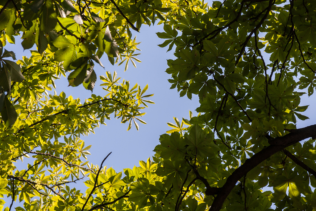 5819_iso320_2011-07-01_-_15_41_26.jpg
